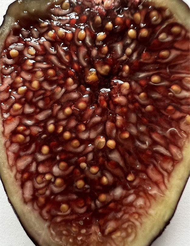 Blue Slough Fig Tree - Image 2