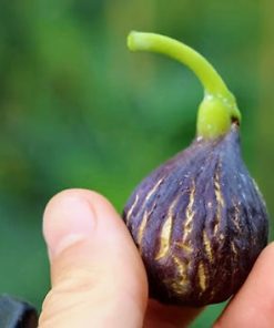Stallion Fig Buy Rare Fig Trees and Cuttings | Premium Selection