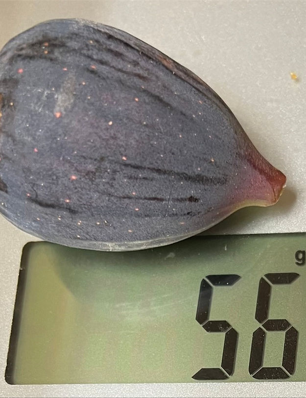 Blue Slough Fig Tree - Image 3