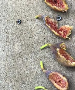 Alternative view of Celeste Fig Tree