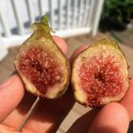 Little Ruby Fig Tree