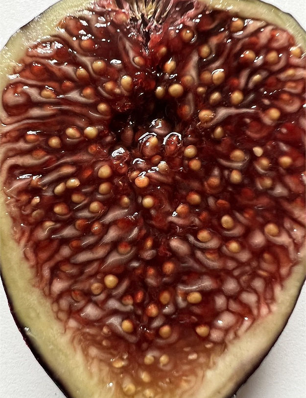 Blue Slough Fig Tree - Image 5