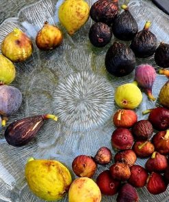 Lampeira Preta Fig Tree