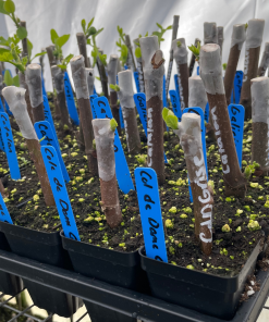 Alternative view of Garden Labels