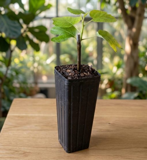 LSU Purple Fig Tree for Sale | Fig 4 All