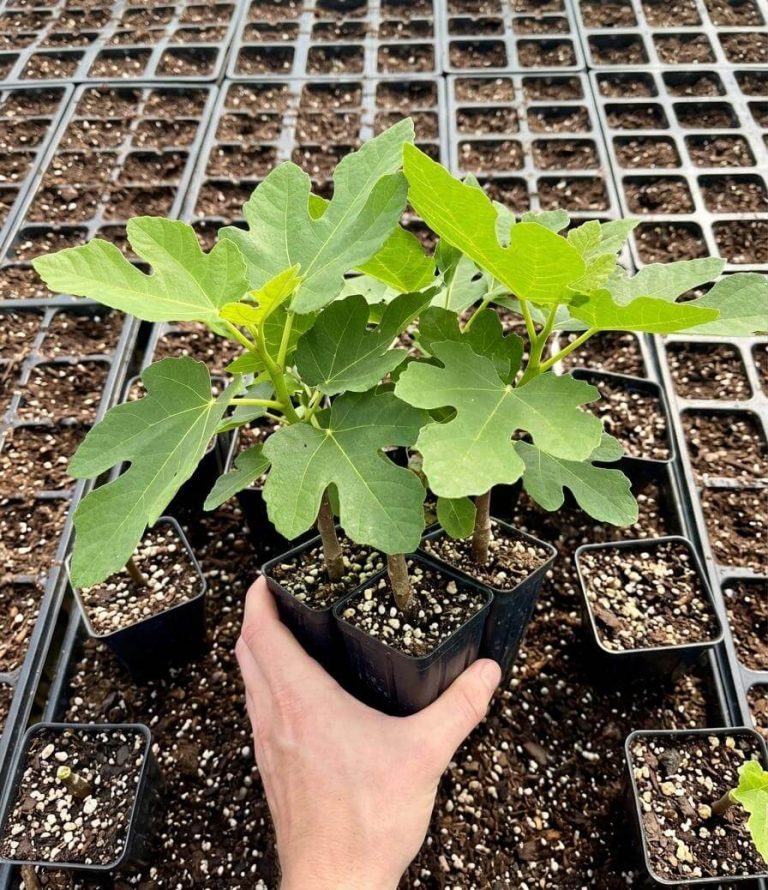 Buy Rare Fig Trees and Cuttings | Premium Selection